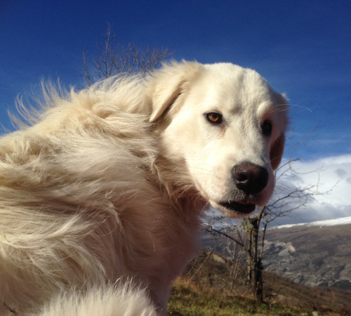 Falco the Dog