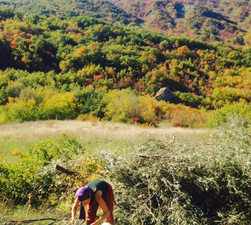 Olive picking time