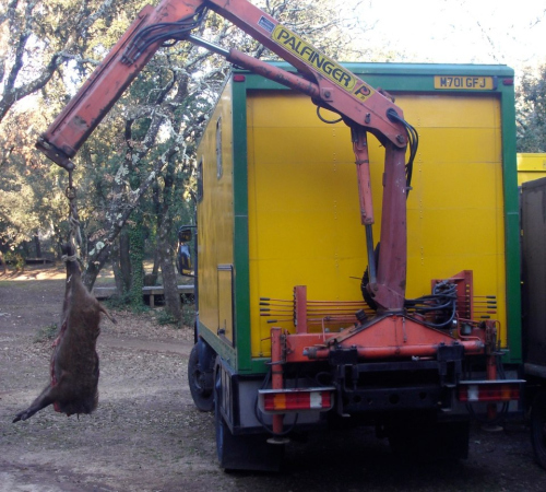 Mercedes 1820 4x4 and wild boar